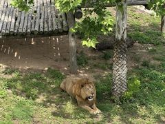 -西霞口神雕山野生动物世界