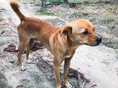 -马陆小张葡萄园农家乐