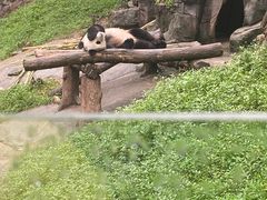 -都江堰中华大熊猫苑