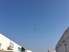 -龙大花卉苗木市场