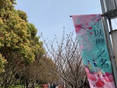 -高东镇樱花园