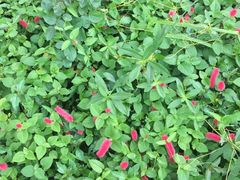 -松山湖梦幻百花洲