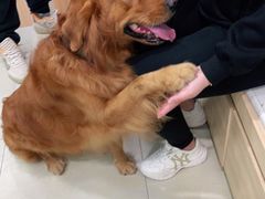 -宠福鑫康馨动物医院·骨科·眼科