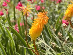 -墨尔本皇家植物园