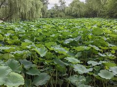 -溱湖国家湿地公园