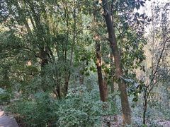 -潜山国家森林公园