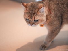 -猫在这儿猫咪咖啡馆·撸猫馆