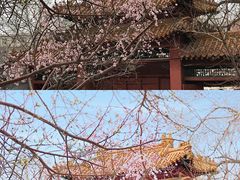 -桃花堤公园