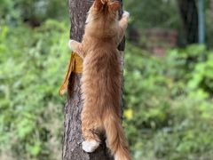 -北京西山国家森林公园