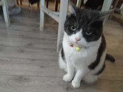 -海边的猫和咖啡馆