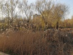 -丰台科技园生态主题公园