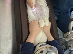 -萌兽医馆·犬猫专科·眼科中心·宠物医院(朝阳门分院)
