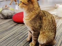 -Heymao猫咖.咖啡厅(东门店)
