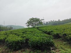 -美的鹭湖森林度假区