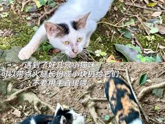 -上海佘山国家森林公园天马山园