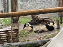 -都江堰中华大熊猫苑