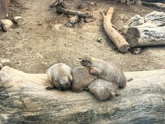 -大连森林动物园