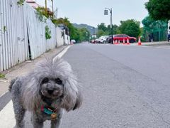 -树山生态村