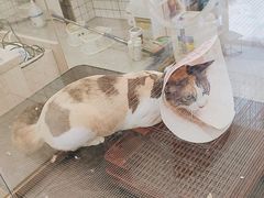-钦宠·猫咪售卖·洗护·寄养(东圃旗舰店)