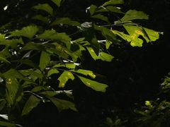 -莫里热带雨林景区