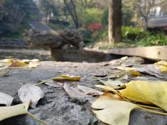 -镇江市南山风景名胜区竹林景区