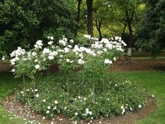 -上海鲜花港