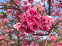 -宜良山后樱花谷