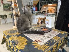 -平行世界·猫咖(首经贸店)