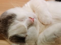-屋虎猫馆(宝安大仟里店)