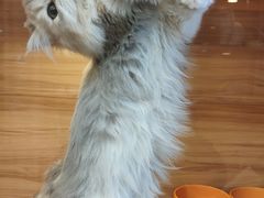 -猫十亿·布偶金渐层·曼基康矮脚猫舍(青年路店)