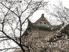 -武汉大学-樱园