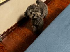 -天宠宠物医院24小时·急重症诊疗中心·全科·腔镜特色(和平分院)