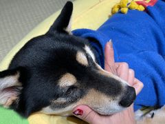 -逗柴咖啡屋·狗咖猫咖宠物桌游