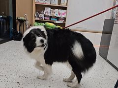 -瑞派康怡24h宠物医院·犬猫医疗中心·微创绝育(瑞景分院)