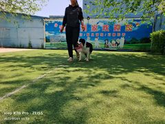 -宠物寄养训练学校