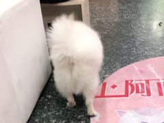 -瑞鹏宠物医院华南总院·夜诊·心脏科·骨科