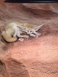 -Zoolung Zoolung动物主题公园(海信广场店)