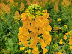 -中国天府农业博览园