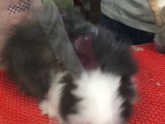 -宠物兔专门店(天丰利市场店)