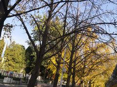 -三里屯东五街银杏大道