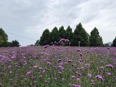 -羊亭河湿地公园