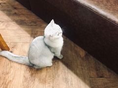 -猫小院猫主题餐厅(三里屯店)