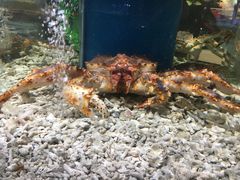 -盒马鲜生(悠方店)