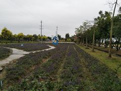 -广东花都香草世界旅游度假区