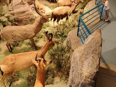 -陕西自然博物馆