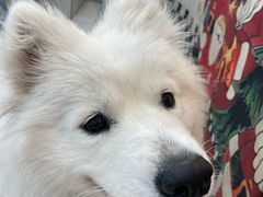 -汪说·狗咖·拼豆·宠物周边DIY(旺城大厦店)