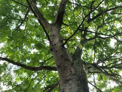 -桤木河湿地公园