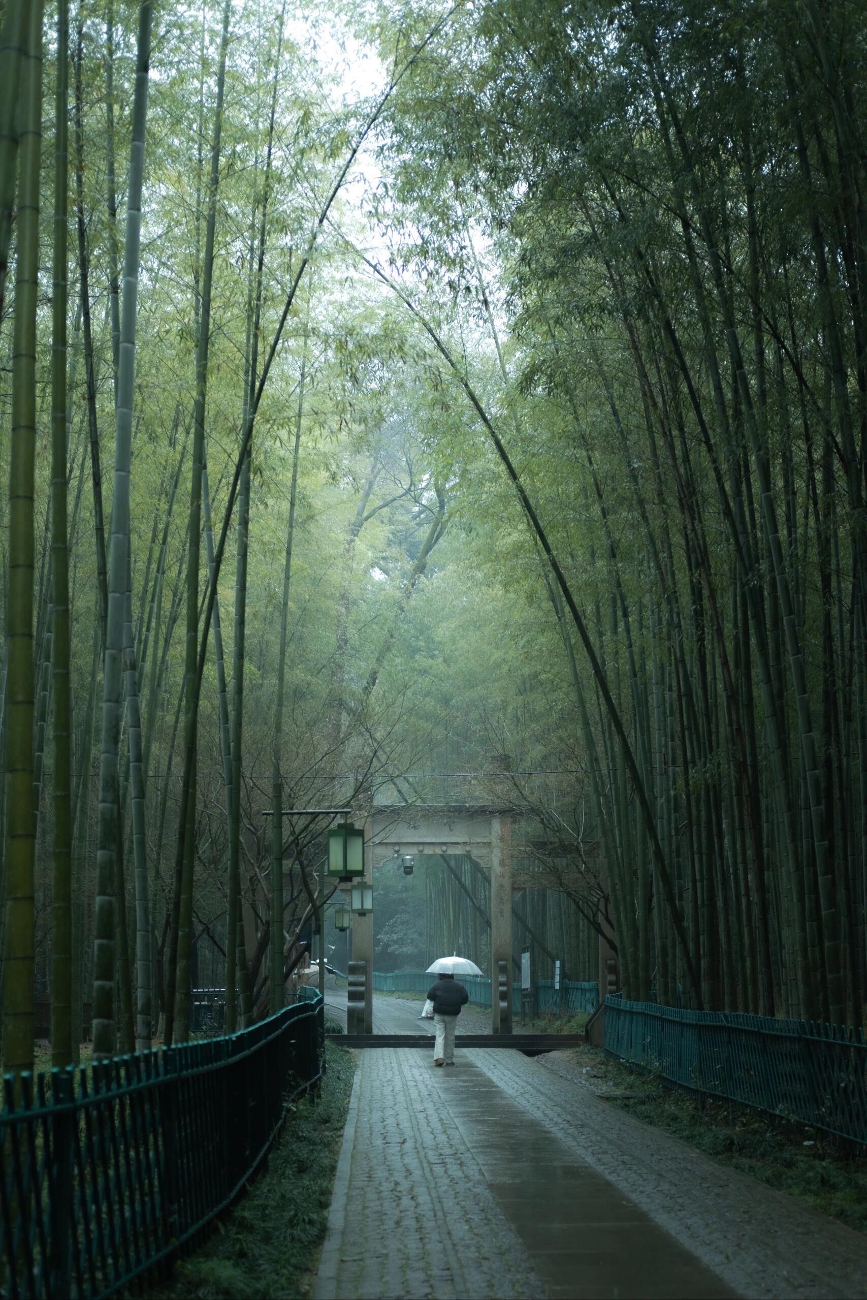 雨天的云栖竹径太有意境了