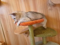 -猫的茶·猫咖
