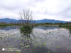 -野鸭湖国家湿地公园